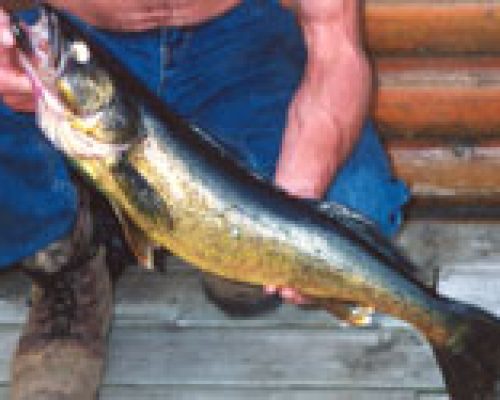 holding-walleye